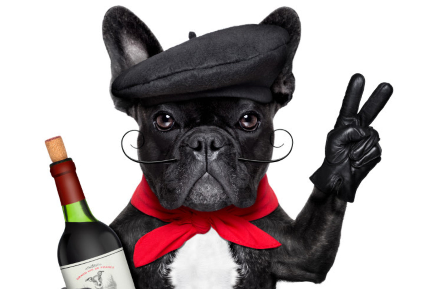 When Your Pup Is Too Cute To “Wine” About