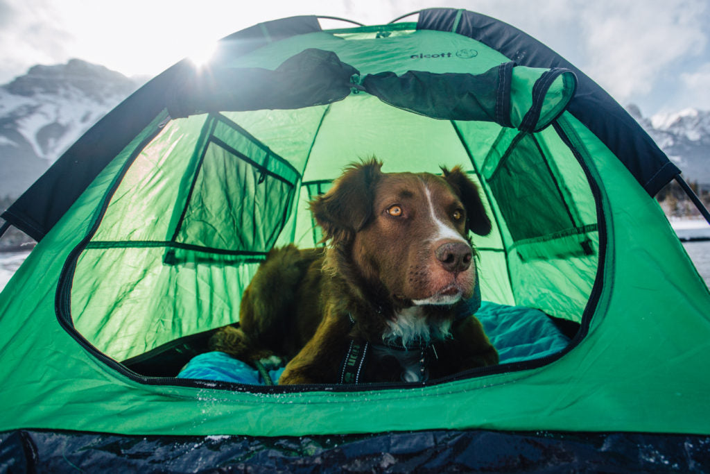 pup tent dog backpacking tent